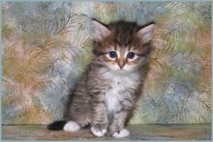 Female Siberian Kitten from Deedlebug Siberians